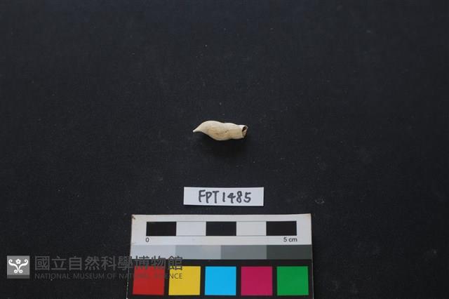 貝殼藏品圖，第2張