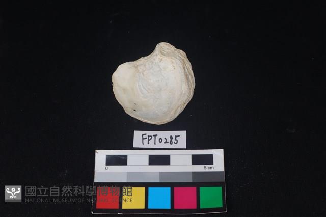 貝殼藏品圖，第2張