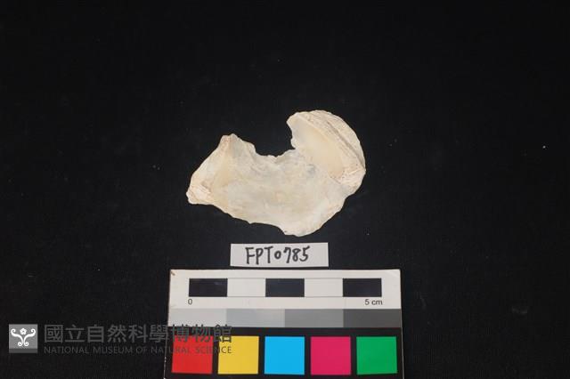 貝殼藏品圖，第2張
