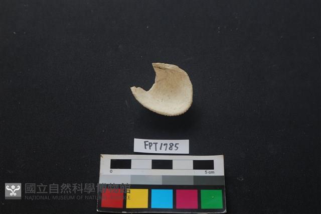 貝殼藏品圖，第2張