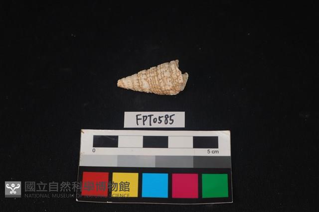貝殼藏品圖，第2張
