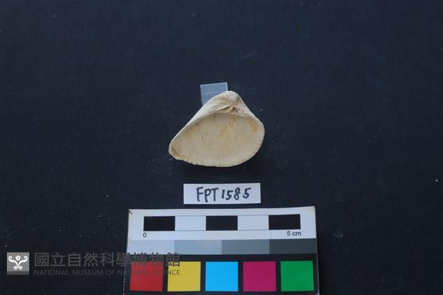 貝殼藏品圖，第2張