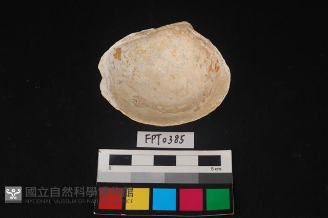 貝殼藏品圖，第2張
