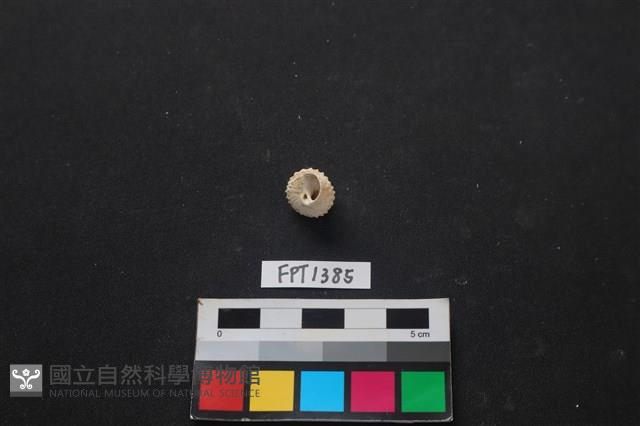 貝殼藏品圖，第2張