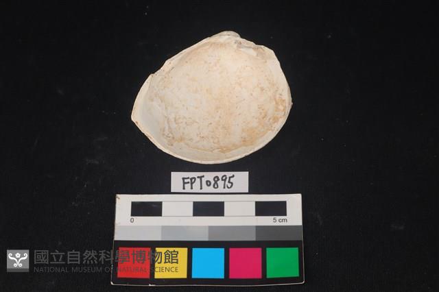 貝殼藏品圖，第2張