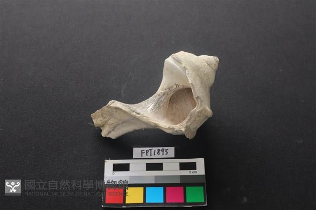 貝殼藏品圖，第2張