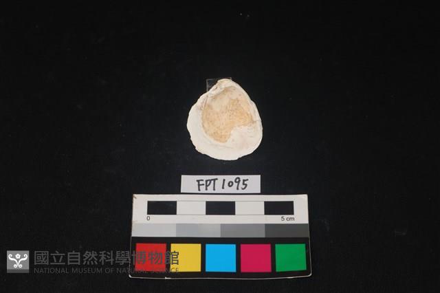 貝殼藏品圖，第2張