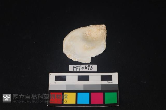 貝殼藏品圖，第2張