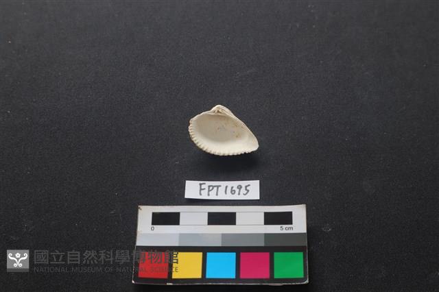 貝殼藏品圖，第2張