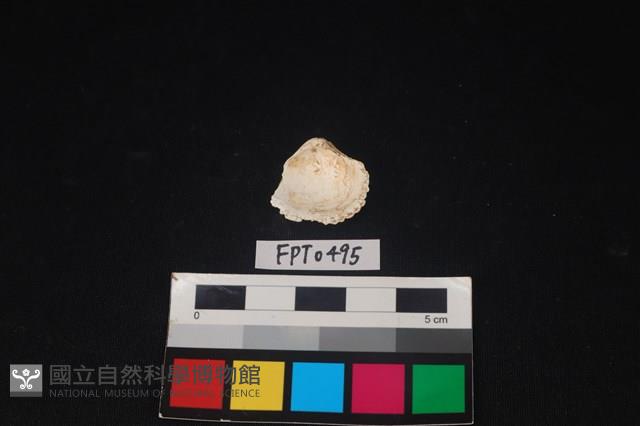 貝殼藏品圖，第2張
