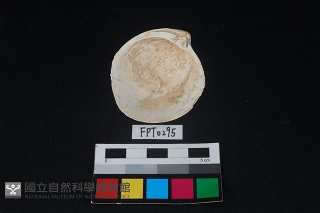 貝殼藏品圖，第2張