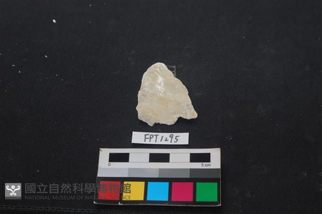 貝殼藏品圖，第2張