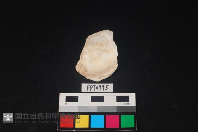 貝殼藏品圖，第2張