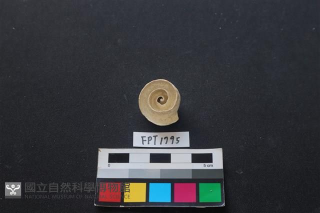 貝殼藏品圖，第2張