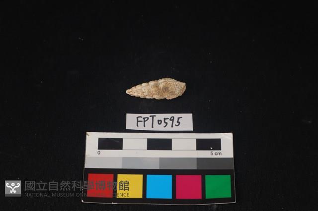 貝殼藏品圖，第2張