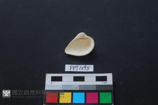 貝殼藏品圖，第2張