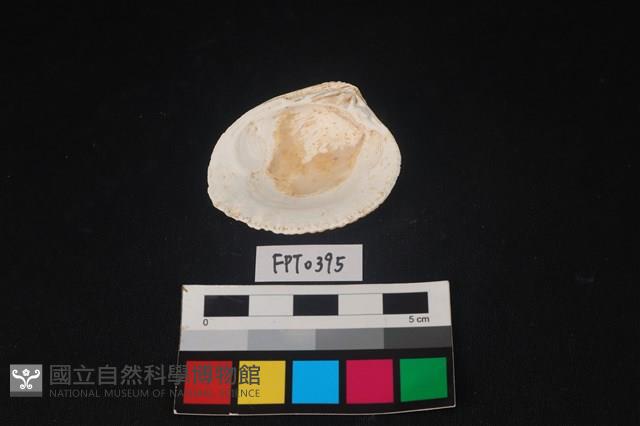 貝殼藏品圖，第2張