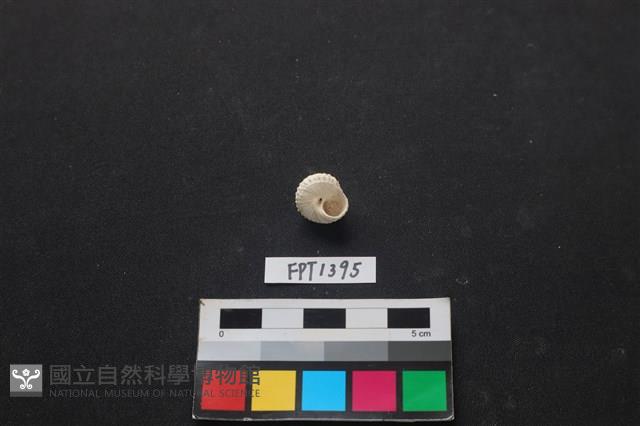 貝殼藏品圖，第2張