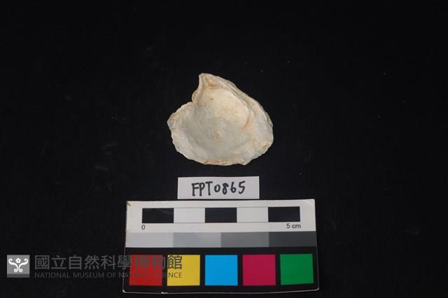 貝殼藏品圖，第2張