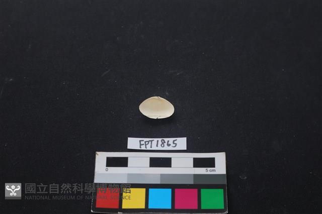 貝殼藏品圖，第2張