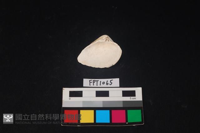 貝殼藏品圖，第2張