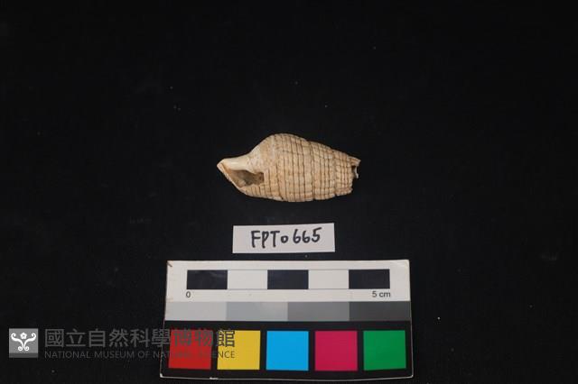 貝殼藏品圖，第2張