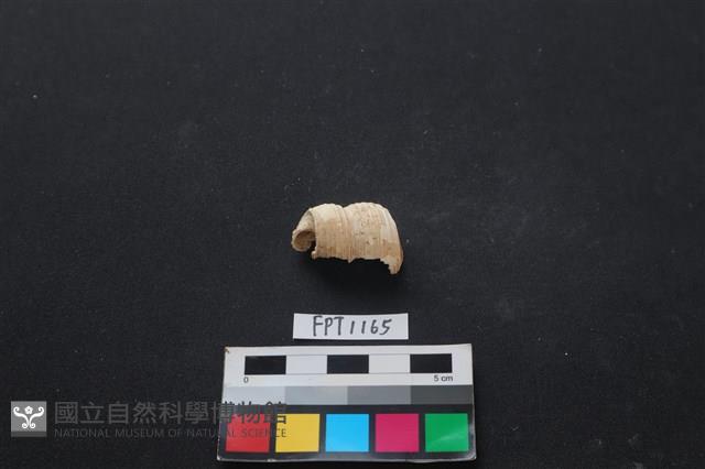 貝殼藏品圖，第2張
