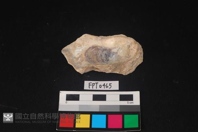 貝殼藏品圖，第2張