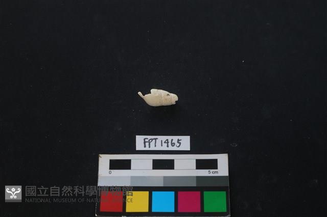 貝殼藏品圖，第2張