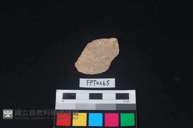 貝殼藏品圖，第2張
