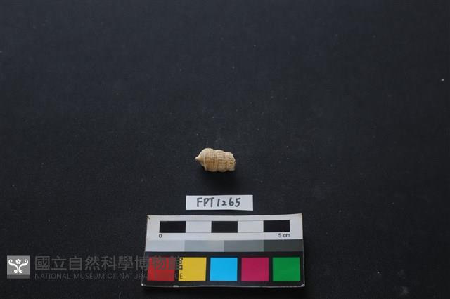 貝殼藏品圖，第2張