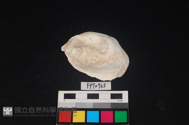 貝殼藏品圖，第2張