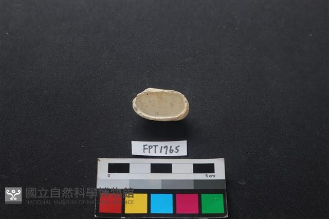 貝殼藏品圖，第2張