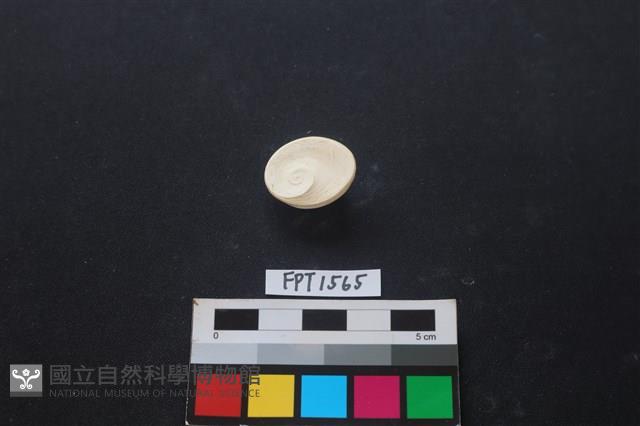 貝殼藏品圖，第2張