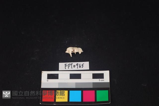 貝殼藏品圖，第2張