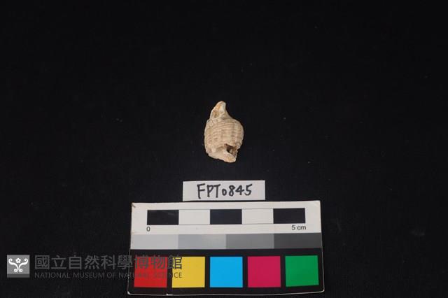 貝殼藏品圖，第2張