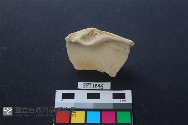貝殼藏品圖，第2張