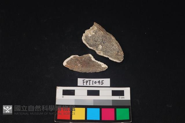 貝殼藏品圖，第2張