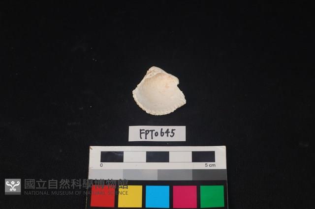 貝殼藏品圖，第2張