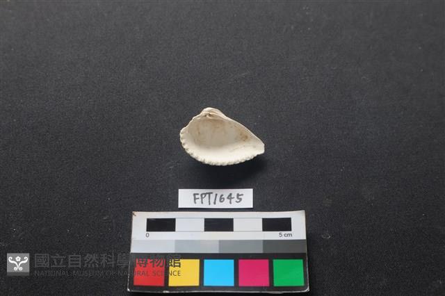 貝殼藏品圖，第2張
