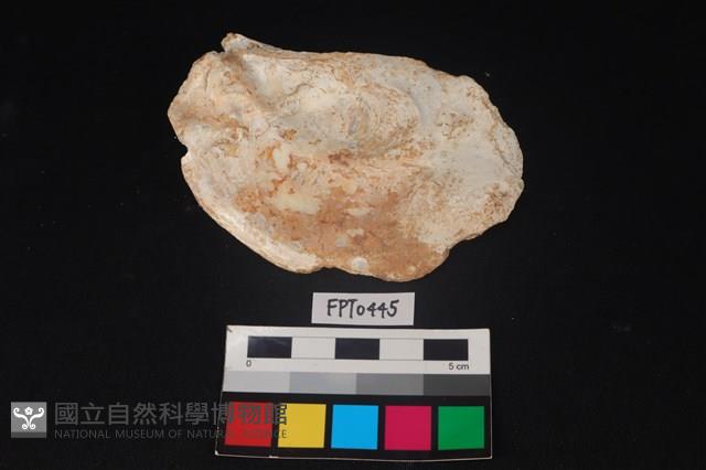 貝殼藏品圖，第2張