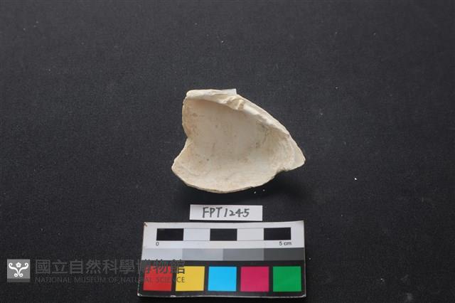 貝殼藏品圖，第2張