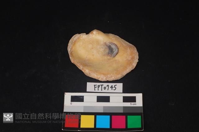 貝殼藏品圖，第2張