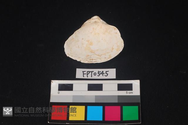 貝殼藏品圖，第2張
