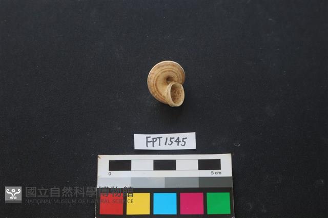 貝殼藏品圖，第2張