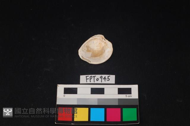貝殼藏品圖，第2張