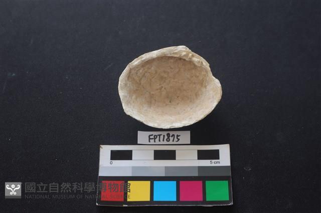 貝殼藏品圖，第2張