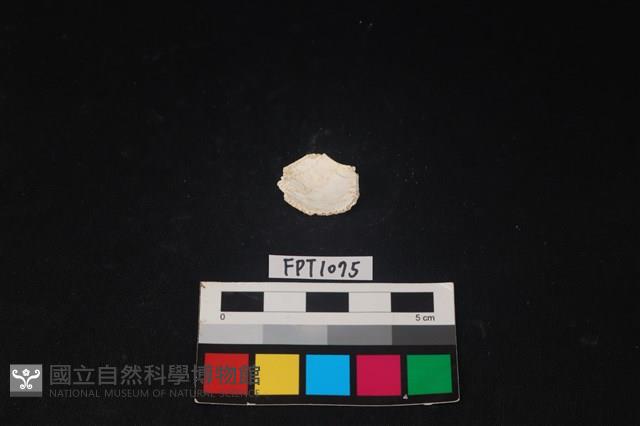 貝殼藏品圖，第2張