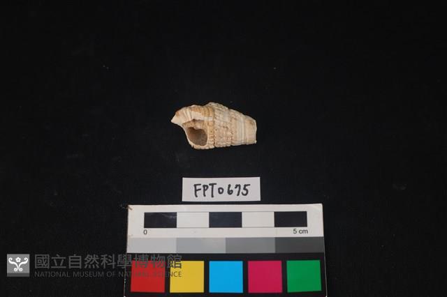 貝殼藏品圖，第2張