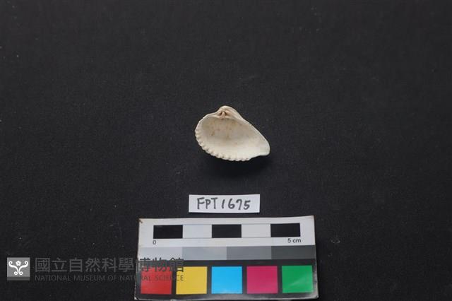 貝殼藏品圖，第2張